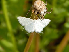 Idaea pallidata