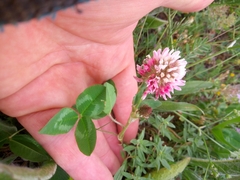 Trifolium ambiguum