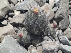Coryphantha