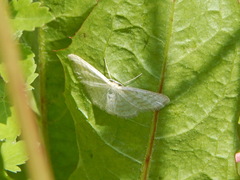 Idaea pallidata