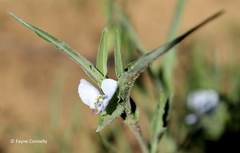 Commelina livingstonii