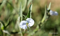 Commelina livingstonii