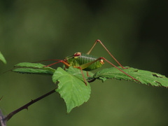 Barbitistes fischeri