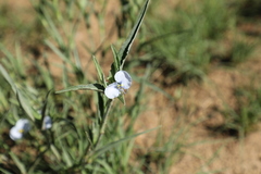 Commelina livingstonii