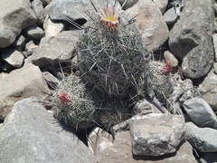 Coryphantha