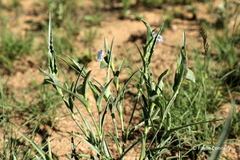Commelina livingstonii