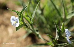 Commelina livingstonii