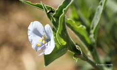 Commelina livingstonii
