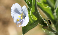 Commelina livingstonii