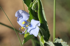 Commelina livingstonii