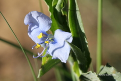 Commelina livingstonii