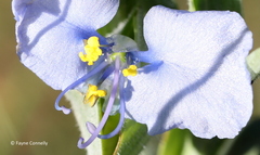 Commelina livingstonii