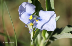 Commelina livingstonii