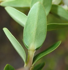 Penaea cneorum cneorum