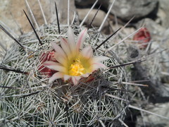 Coryphantha