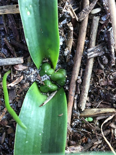 Lachenalia ensifolia