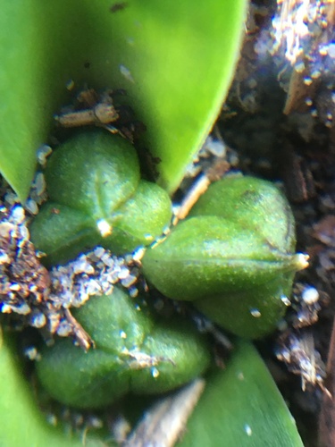 Lachenalia ensifolia