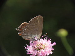 Satyrium esculi