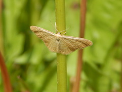 Idaea pallidata