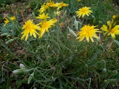 Pseudopodospermum molle