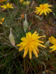 Pseudopodospermum molle