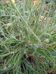 Pseudopodospermum molle