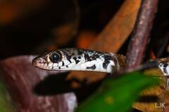 Xenochrophis maculatus