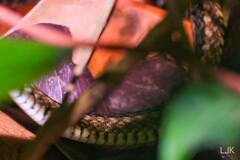 Xenochrophis maculatus
