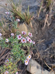 Athrixia phylicoides