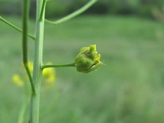 Contarinia nasturtii