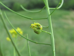 Contarinia nasturtii