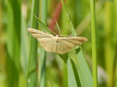 Idaea pallidata