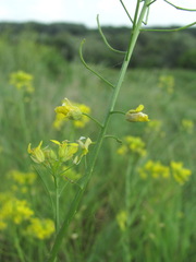 Contarinia nasturtii