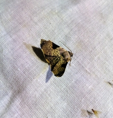 Eubryopterella triangulata