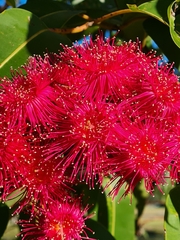 Corymbia ptychocarpa