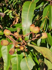 Corymbia ptychocarpa