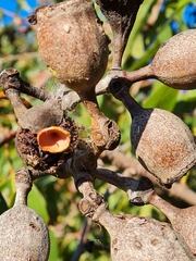 Corymbia ptychocarpa