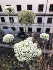 Apiaceae
