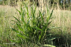Senecio inornatus