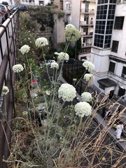Apiaceae