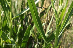 Senecio inornatus