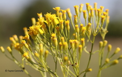 Senecio inornatus
