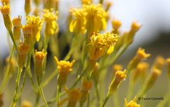 Senecio inornatus