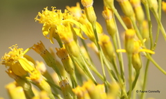 Senecio inornatus