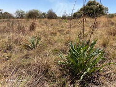 Senecio inornatus
