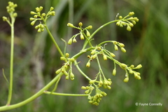 Senecio inornatus