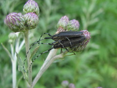 Agapanthia cardui