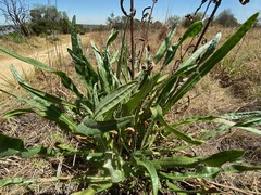 Senecio inornatus