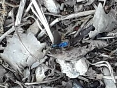 Theresimima ampellophaga