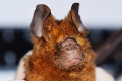 Hipposideros ruber